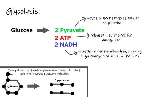 Cellular Respiration In Plants Equation