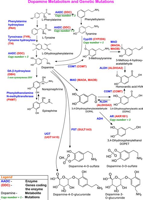 Dopamine Synthesis Pathway