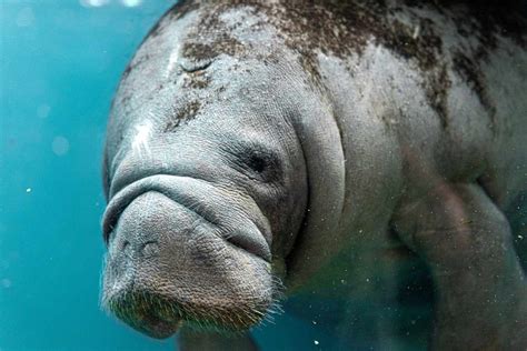 10 Manatee Facts You Didn't Know