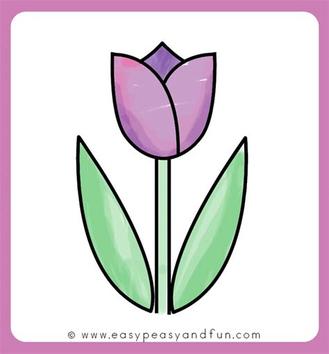 Tulip Simple Flower Drawing Colour