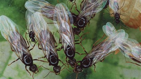 Flying ants: Swarms appear on weather map as 'rain' - BBC News