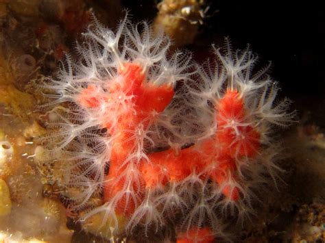 Red Coral (Corallium rubrum) - This photo was taken by Brian Azzopardi ...