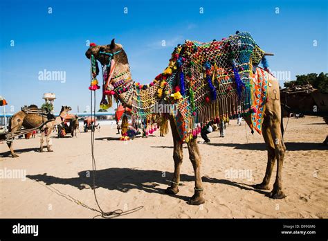 Decorated camel in Pushkar Camel Fair, Pushkar, Ajmer, Rajasthan, India ...