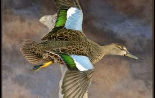 Birdman Studios Taxidermy - Waterfowlers Challenge