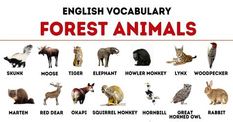 Forest Animals: List of 40+ Animals Living in the Forest – My English ...