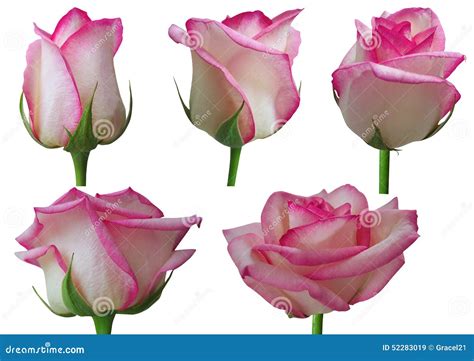 Rose Growth Stages Stock Photo - Image: 52283019