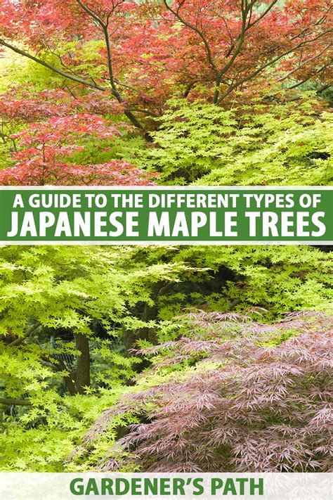 A Guide to Different Japanese Maple Types | Gardener’s Path