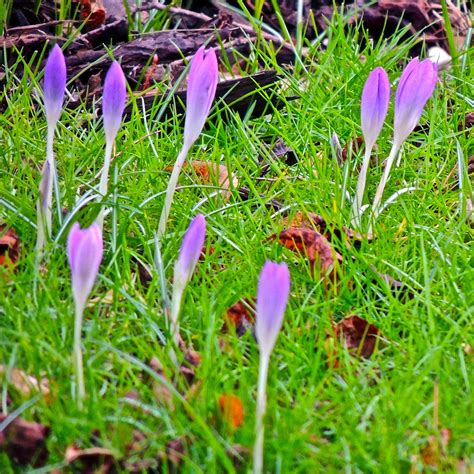 Spring, 2, Crocus in the Grass | Irene's Daily Pics is now a Page on ...