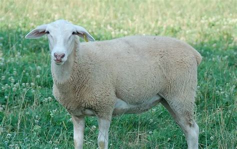 Selecting the Dairy Sheep Breed for Your Farm | Which One is the Best?