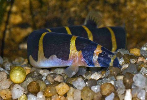 Do Kuhli Loaches Eat Snails? Diet, Tank Conditions, & Care