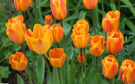 Free photo: Orange Tulips - Beautiful, Beijing, Bloom - Free Download ...