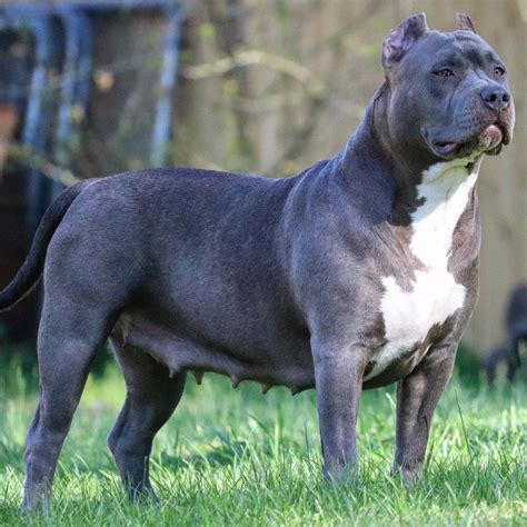 Our new ABKC XL American Bully Champion Super Nova | American bully ...