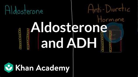 Which Electrolyte Does Aldosterone Regulate? The 20 Top Answers ...