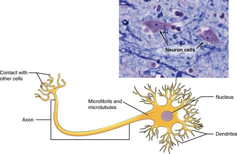 Nervous Tissue Mediates Perception and Response | Anatomy and Physiology I