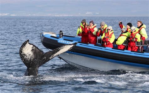 Whale watching tours | Activity Iceland