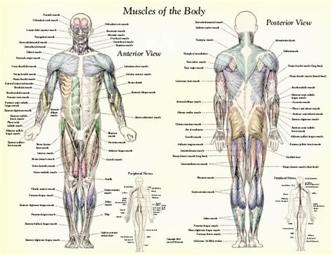 Muscle Anatomy Muscles Body Labeled : Biological Science Picture ...