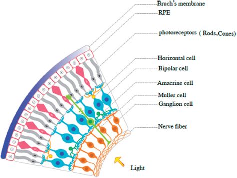 The retinal neurons are classified into three main types including ...