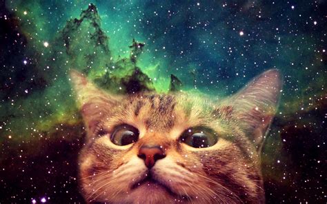 Cat Wallpaper 4K Pc Ideas | Cats, Cute anime cat, Trip the light fantastic