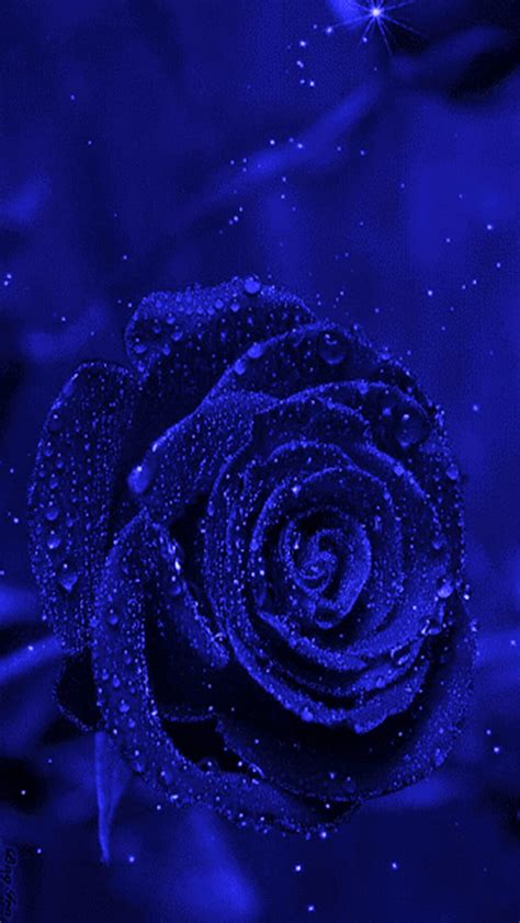 Blue Rose, blue, rose, HD phone wallpaper | Peakpx