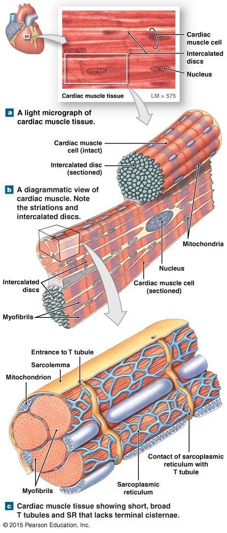 Diagram Of Cardiac Muscle Tissue