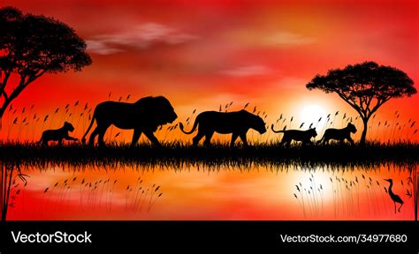 Lion in african savanna at sunset Royalty Free Vector Image