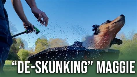 How To Wash Skunk Smell Off Your Dog | ON Three