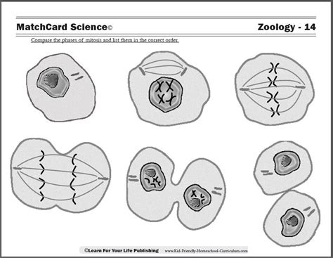 [DIAGRAM] Simple Cell Division Diagram For Children - MYDIAGRAM.ONLINE