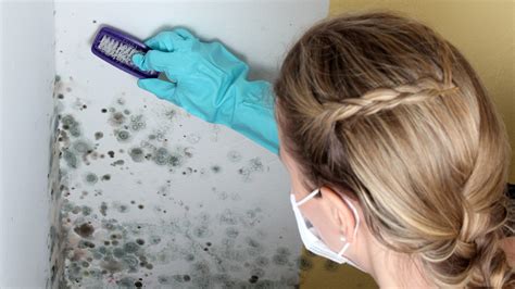 Removing Mold: How to Clean Black Mold Effectively - Utopia