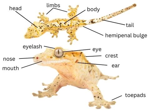 Crested Gecko Anatomy - The Complete Guide - VIVO Pets