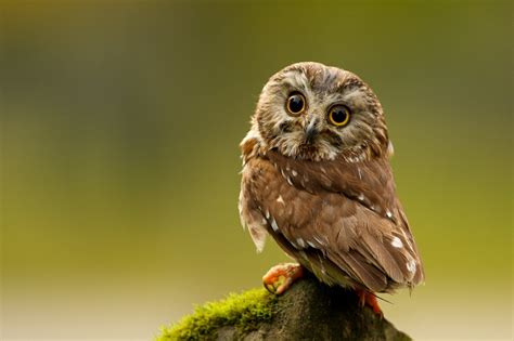 Saw Whet Owl Facts, Habitat, Diet, Life Cycle, Pictures