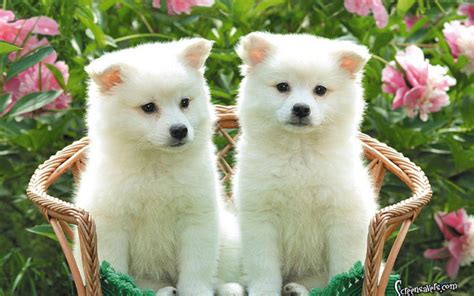 Cute Puppies Wallpapers HD - Wallpaper Cave