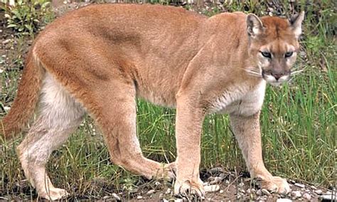 Puma Cat - Facts, Diet & Habitat Information