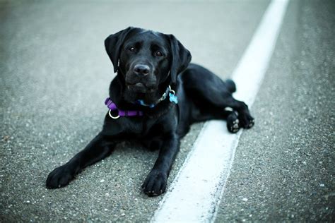 Black Labrador Retriever Wallpaper and Facts | Pet Care Tips, Advice ...