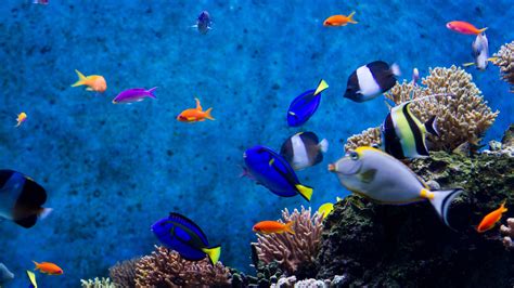 Download Fish Tank Screensaver Windows 10 PNG - Aesthetic Backgrounds Ideas