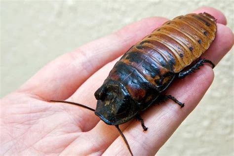 What is the Biggest Cockroach in the World? 5 Giant Species of Roaches