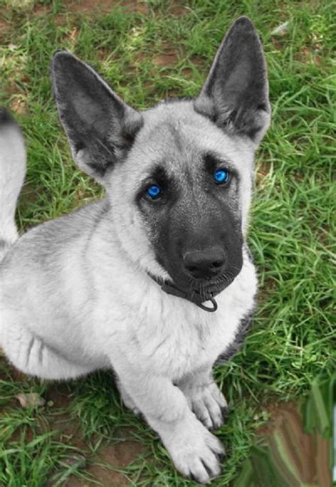 German Shepherd Puppies With Blue Eyes For Sale | PETSIDI