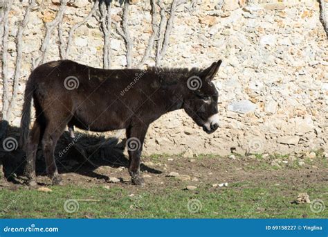 One brown donkey stock image. Image of domestic, isolated - 69158227