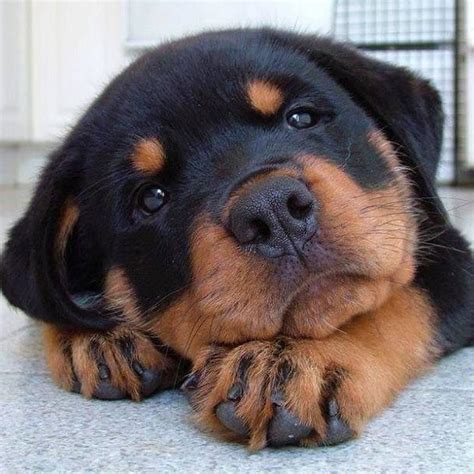 The Cutest Rottweiler Puppies Ever | FanPhobia - Celebrities Database