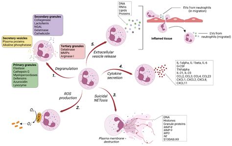 Cells | Free Full-Text | Neutrophil Extracellular Vesicles: A Delicate ...