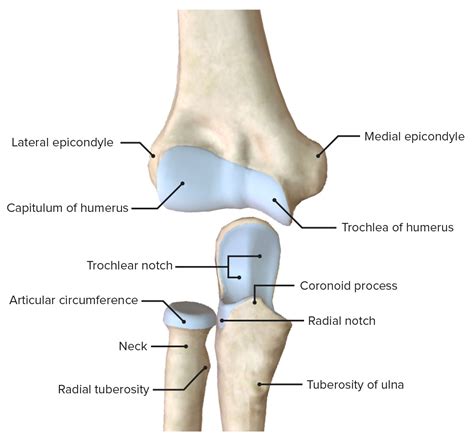 Elbow Joint: Anatomy [+video] - Lecturio Medical