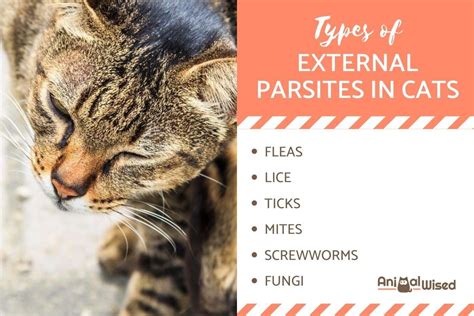 Most Common Types of External Parasites on Cats - Feline Skin Parasites