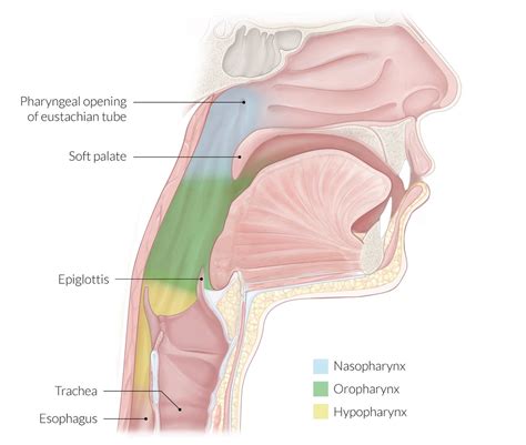 Anatomy Of Nasopharynx