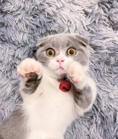 Scottish Fold Munchkin Cat: The Instagram Famous Cat We All Love