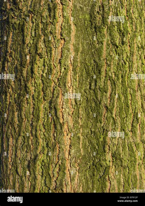 northern red oak (Quercus rubra), bark Stock Photo - Alamy