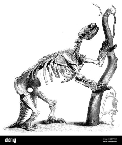 Skeleton megatherium -Fotos und -Bildmaterial in hoher Auflösung – Alamy