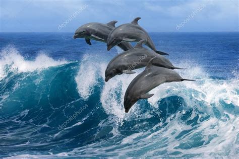 Afbeeldingsresultaat voor wave dolphin | Dolfijnen, Dieren