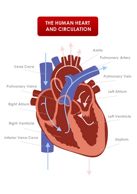 Human Heart and Circulation Template | MyDraw