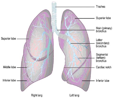 Respiratory System- Anatomy