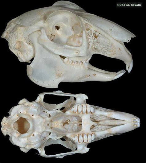 Rabbit skull | Animal skulls, Skull, Skull reference