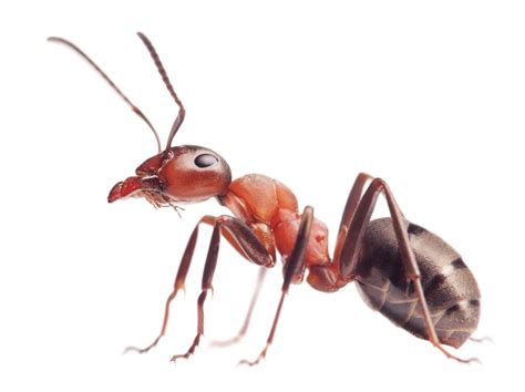 Ant Identification Guide - How To Identify Ants - DoMyOwn.com